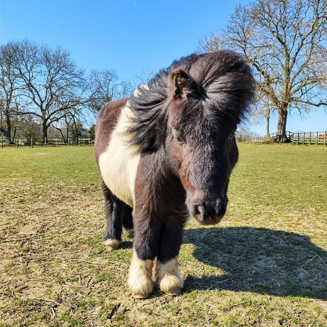 The Horse Trust