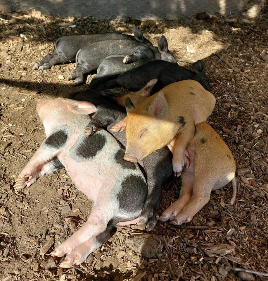 Kew Little Pigs