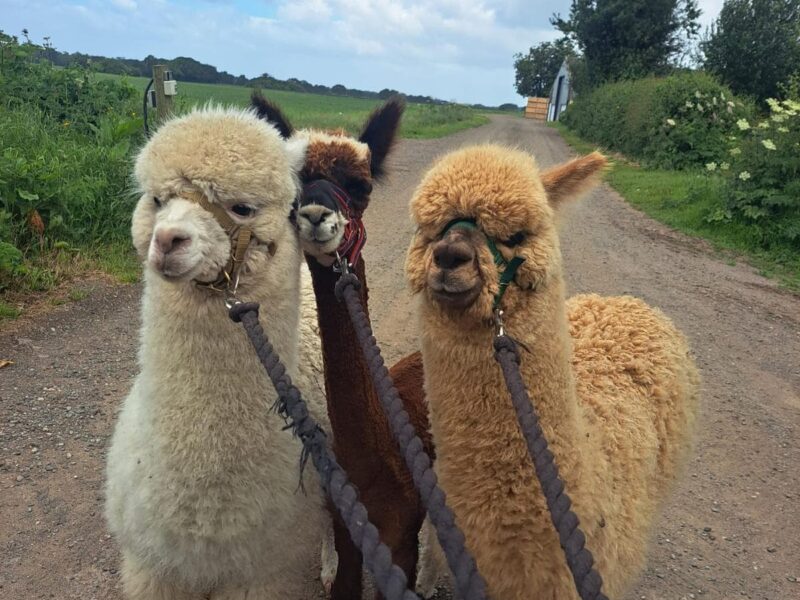 Sheriff Alpacas