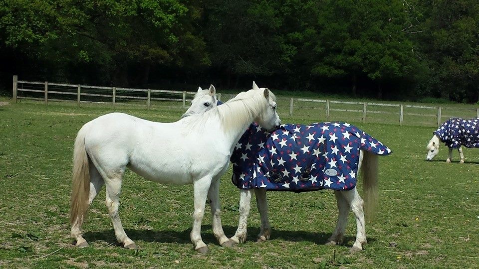 Aescwood Farm Childrens Riding School