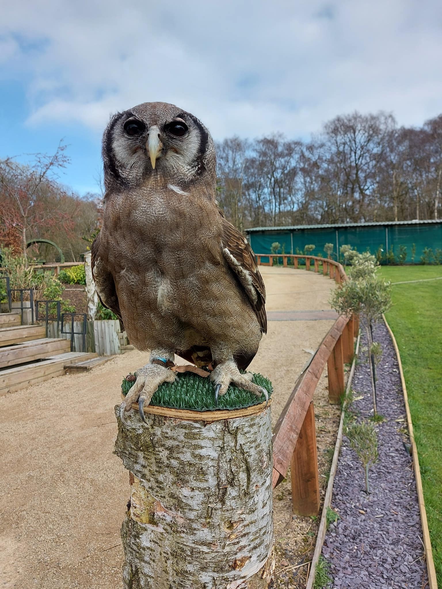 Cheshire Falconry