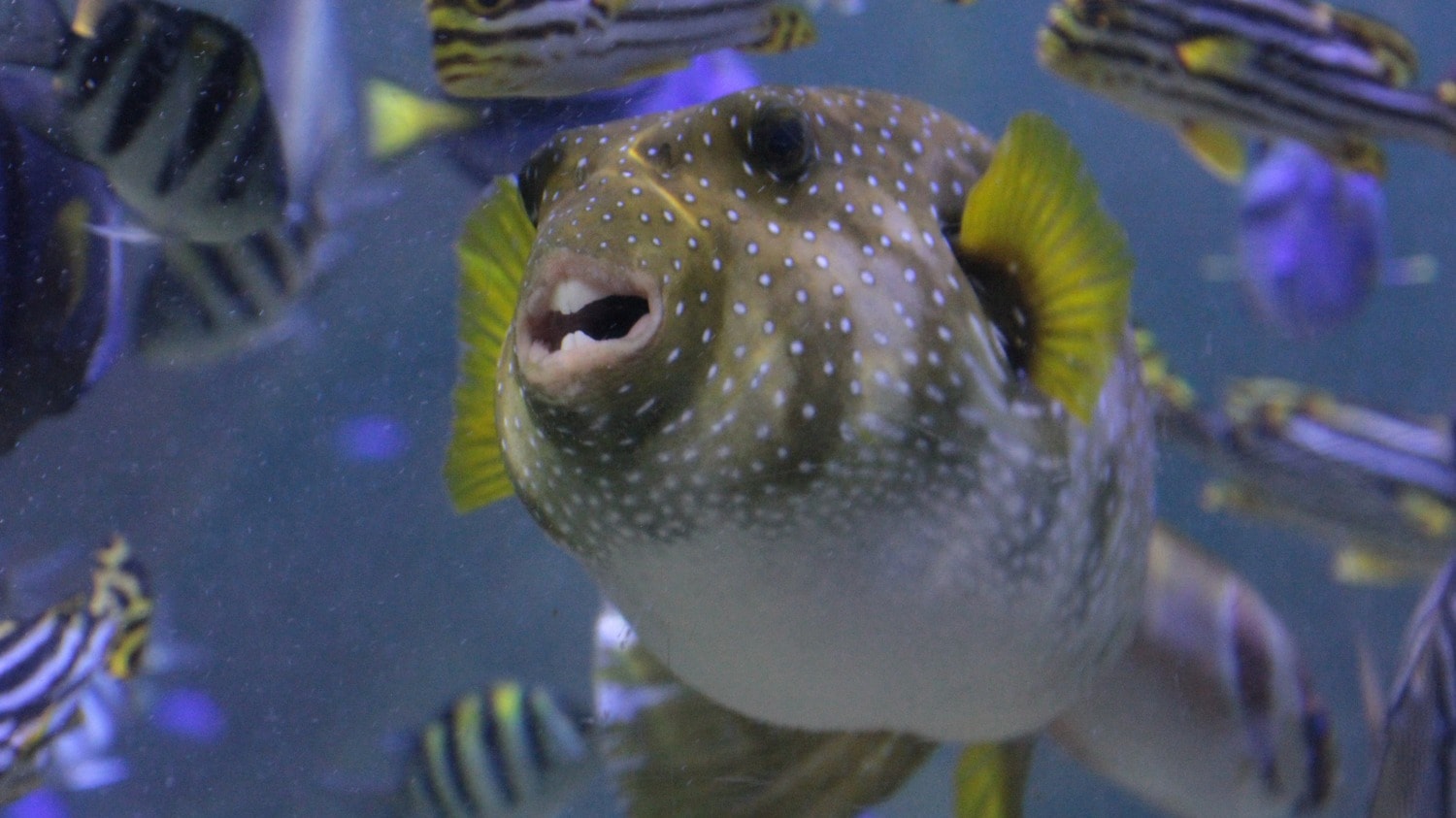 Blue Planet aquarium,