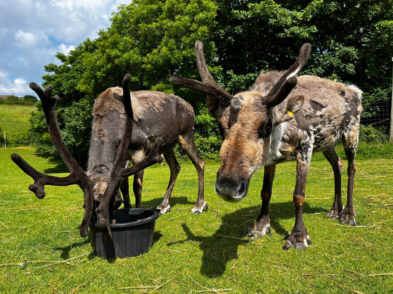 Feadon Wildlife and Education Centre