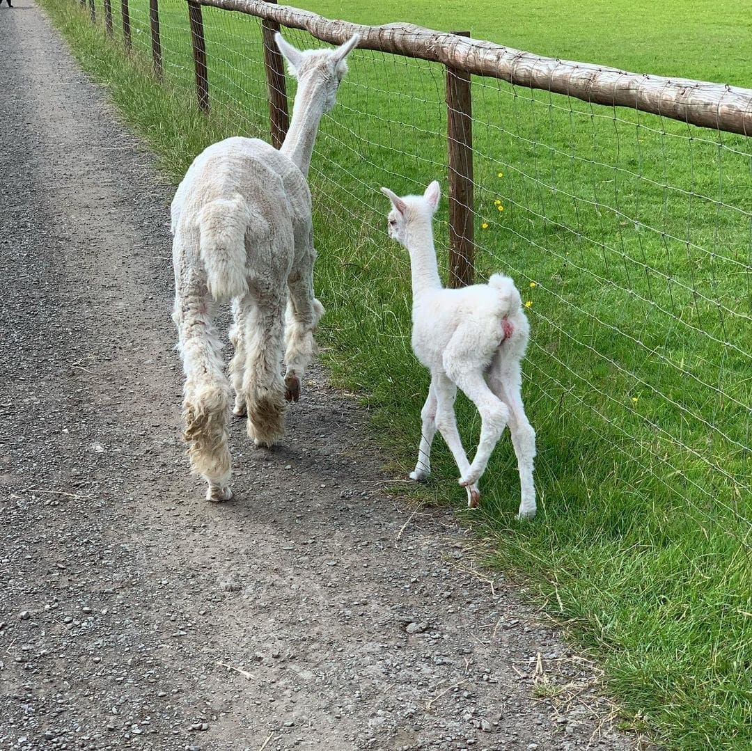 White Peak Alpaca Farm