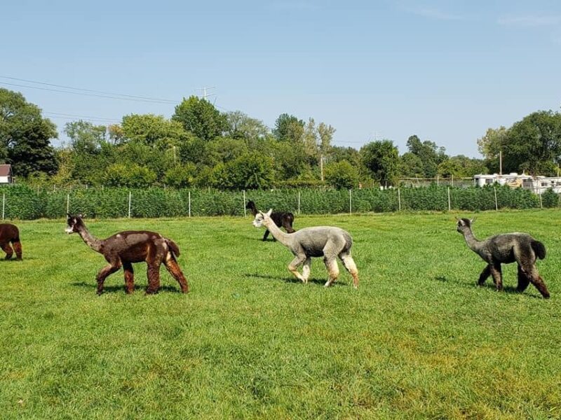 White Peak Alpaca Farm