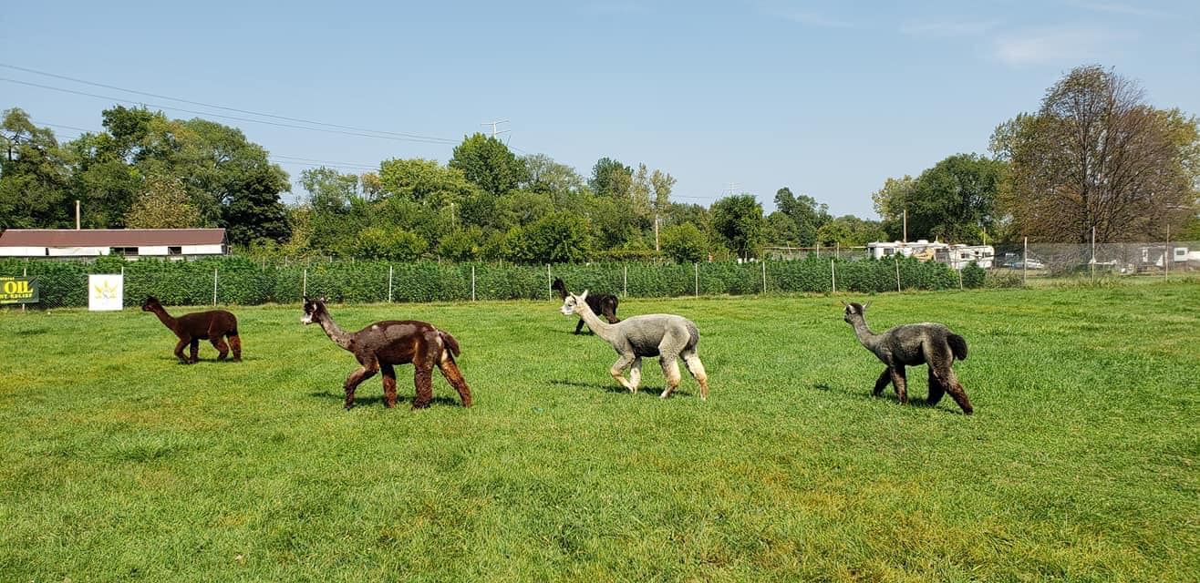 White Peak Alpaca Farm