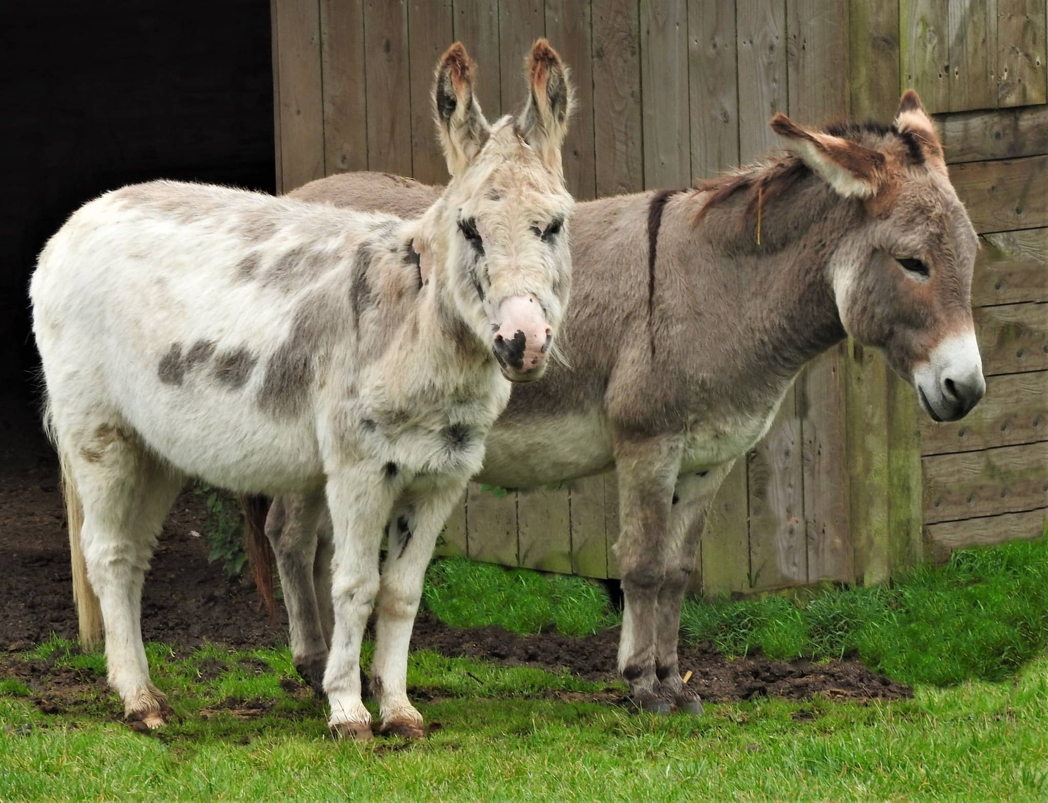 The Flicka Foundation Donkey Sanctuary