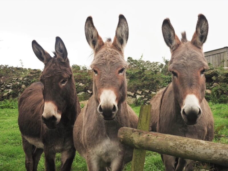 The Flicka Foundation Donkey Sanctuary