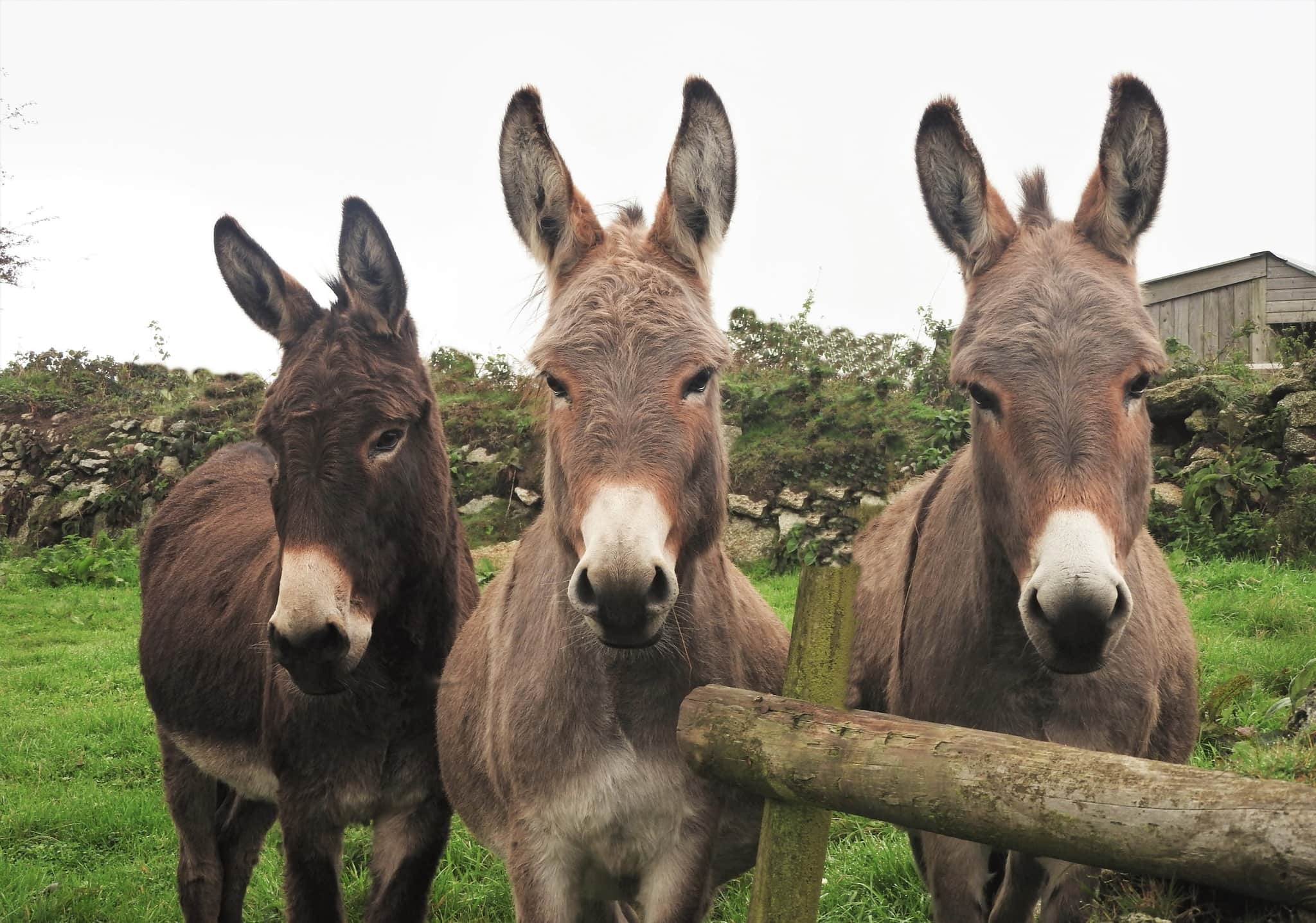 The Flicka Foundation Donkey Sanctuary