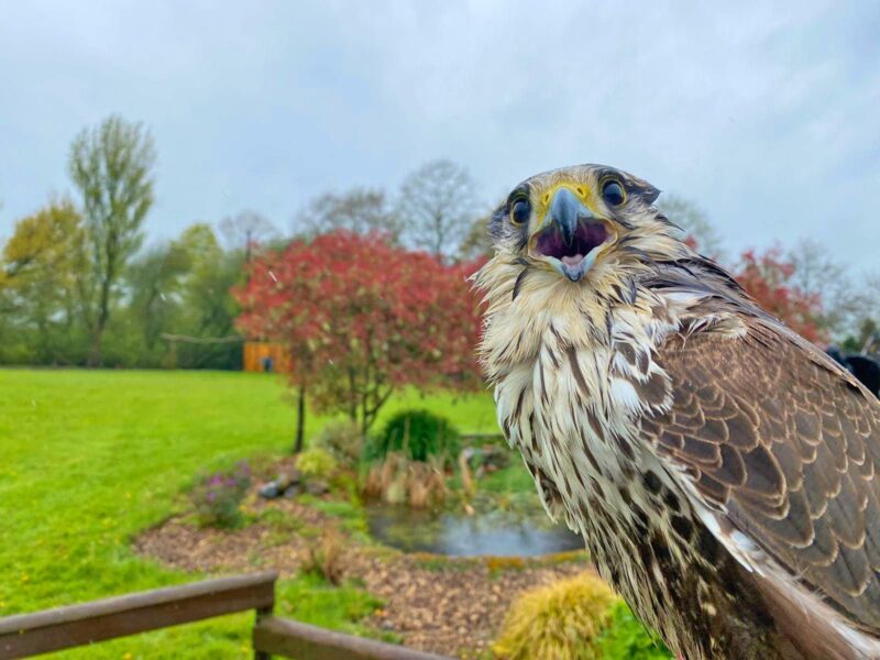 Gauntlet Birds of Prey