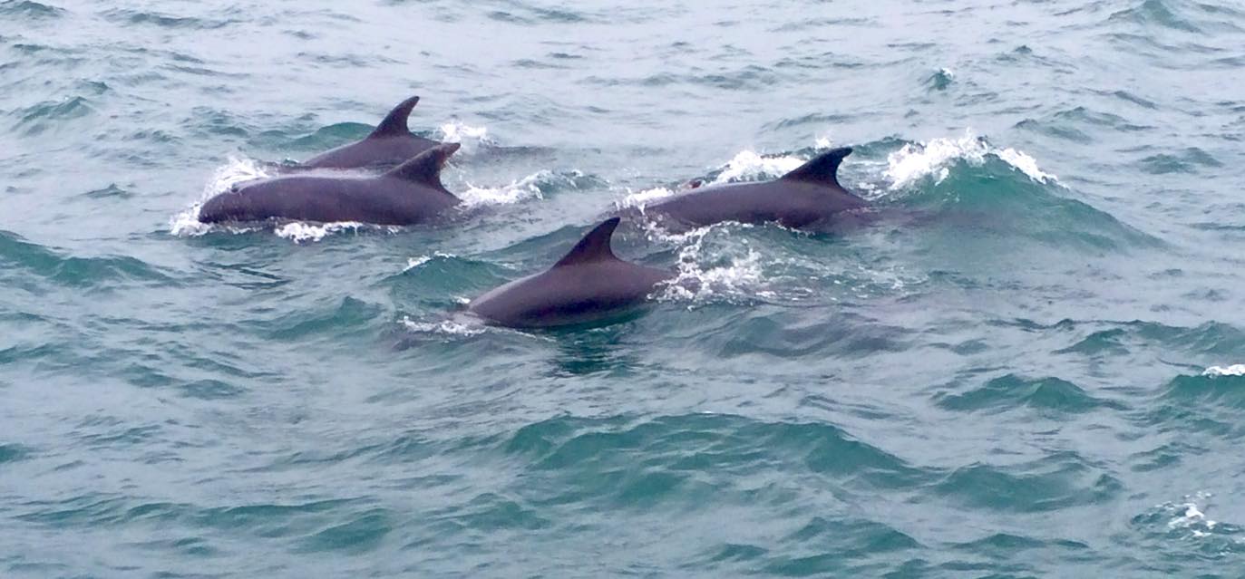Sea Life Mull