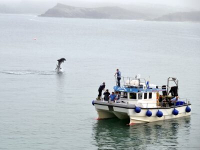 Newquay Sea Safaris