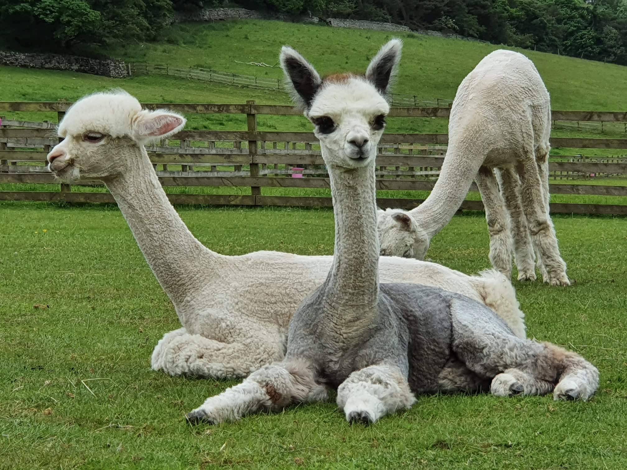Velvet Hall Alpacas