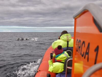 Hebridean Whale Cruises