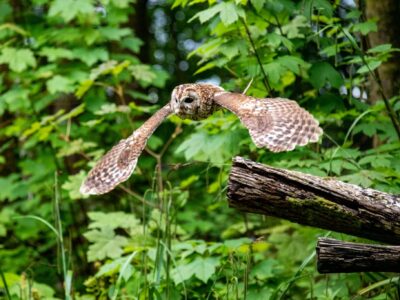 Loch Lomond Bird of Prey Centre