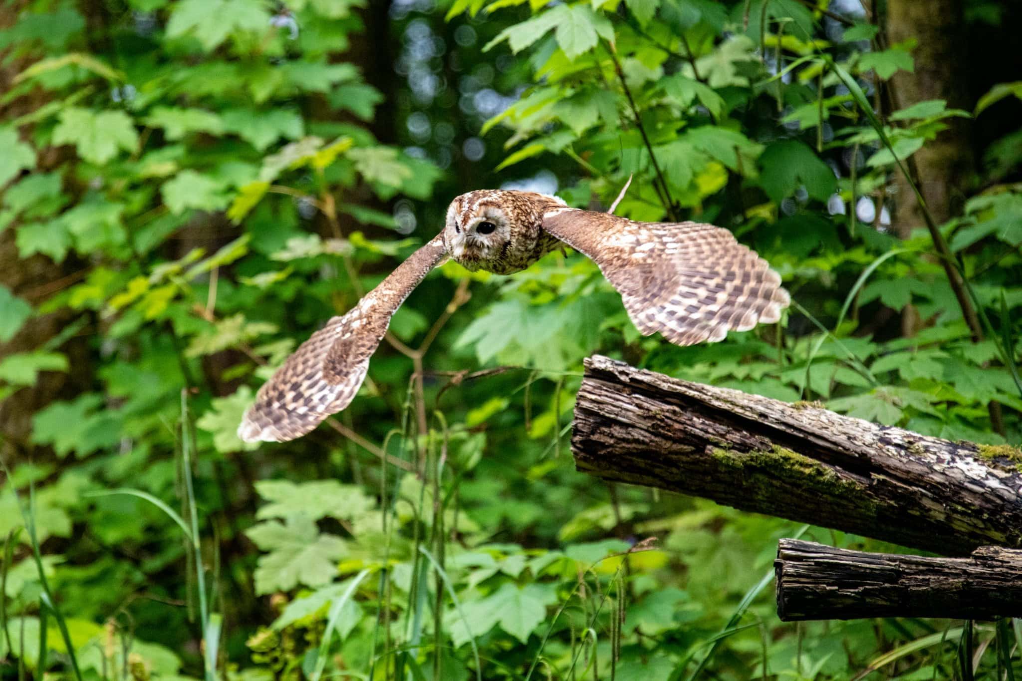 Loch Lomond Bird of Prey Centre