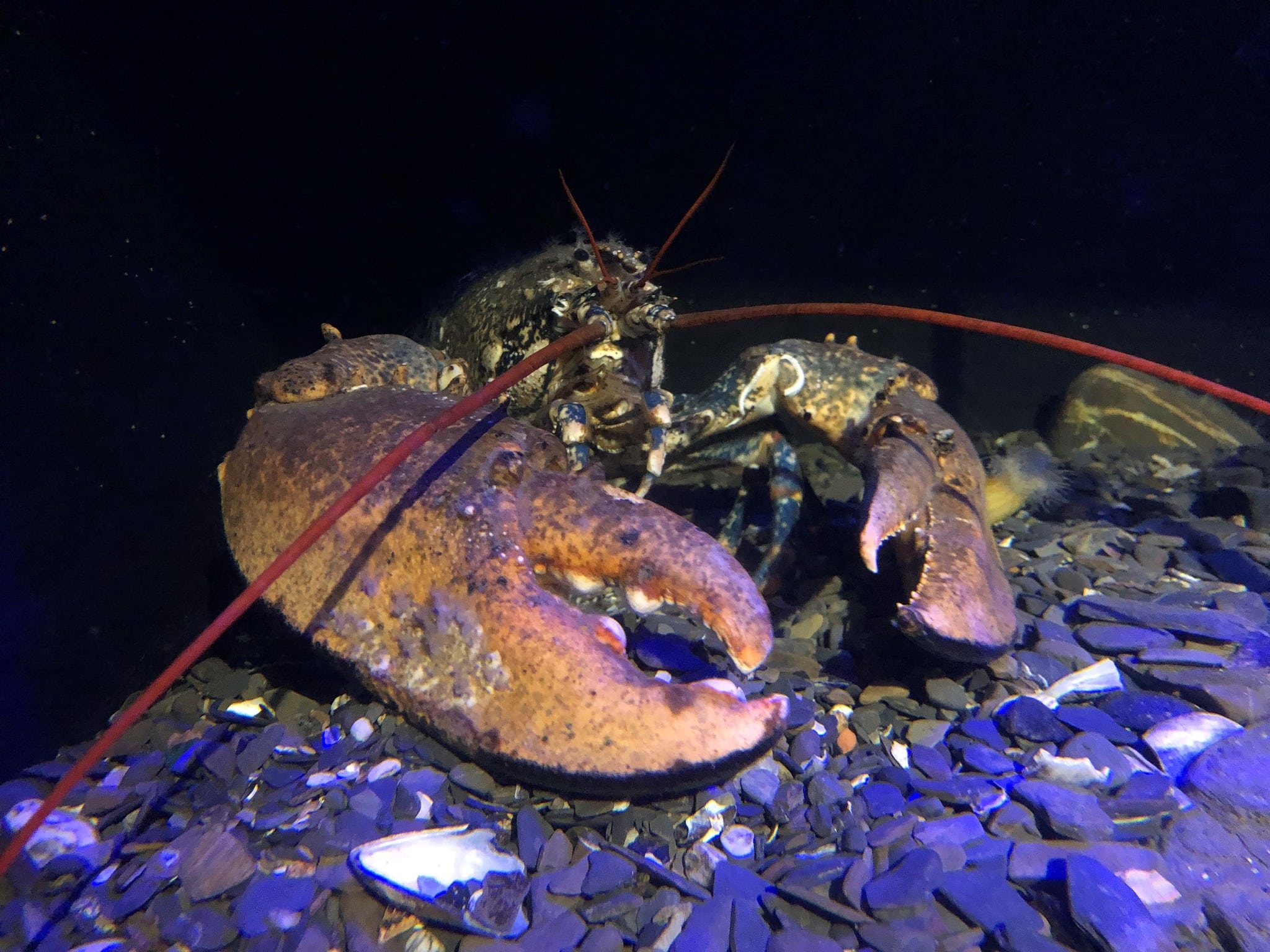 National Lobster Hatchery