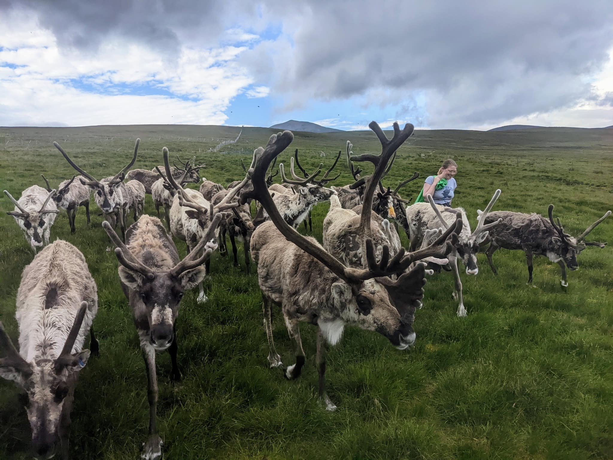 Cairngorm Reindeer Herd