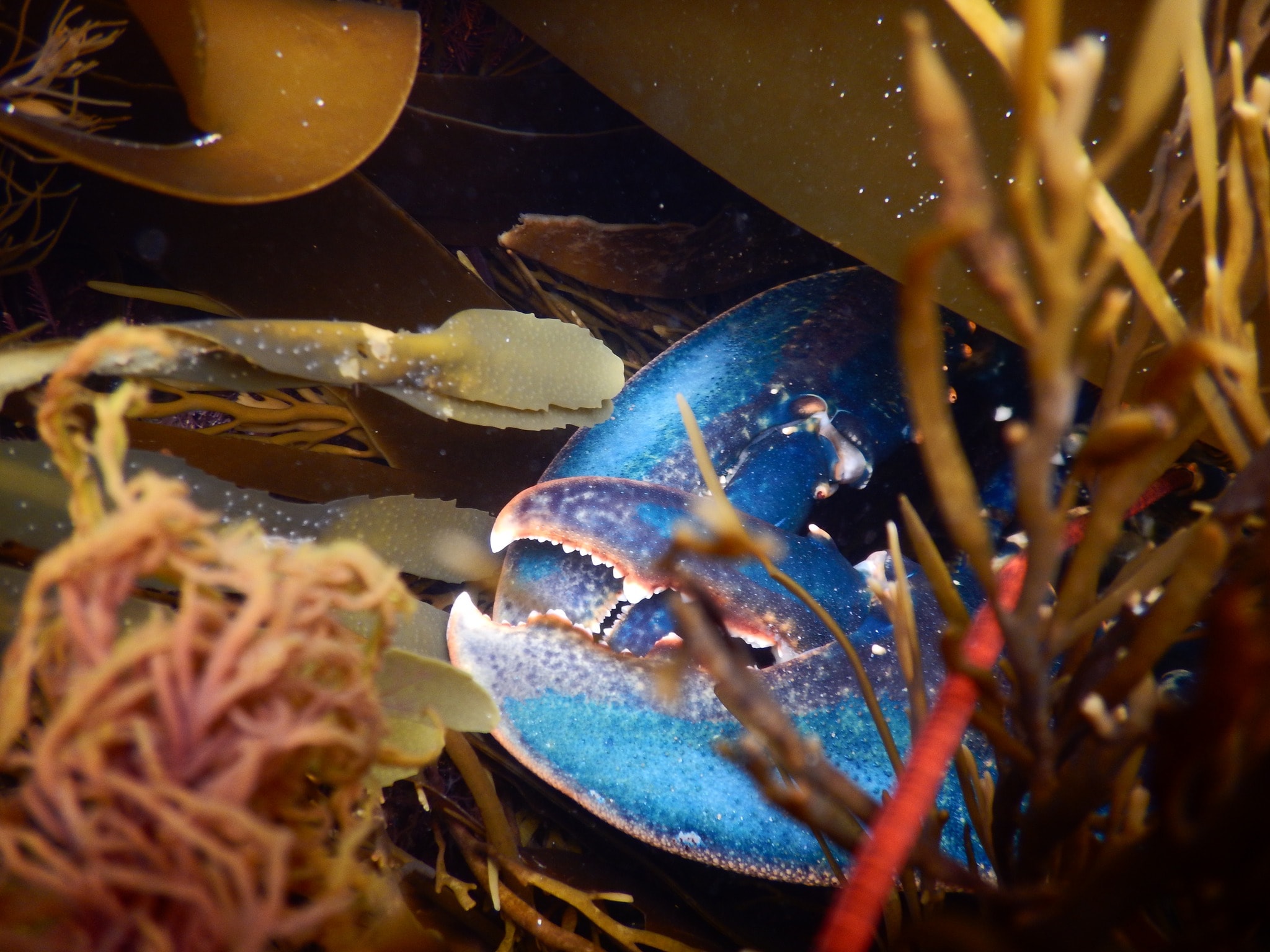 National Lobster Hatchery