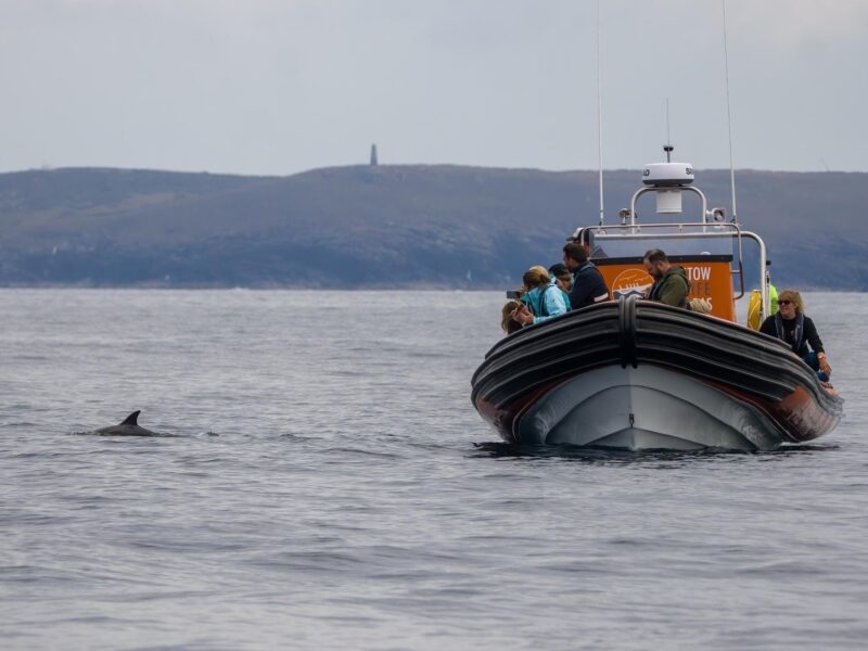 Padstow Sealife Safaris