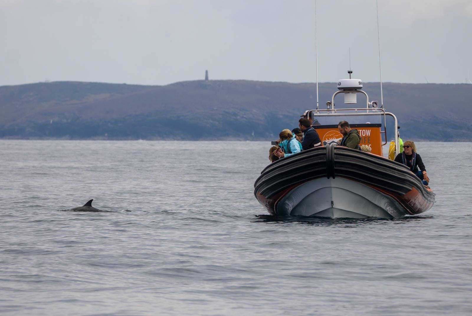 Padstow Sealife Safaris