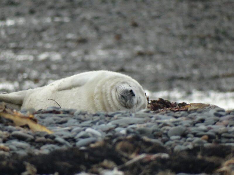 South Walney Nature Reserve