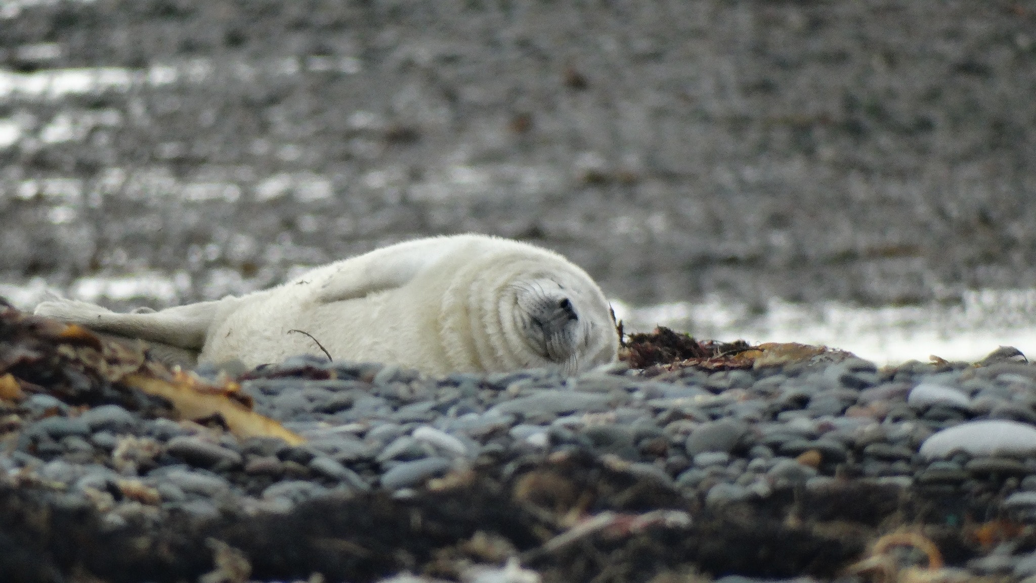 South Walney Nature Reserve