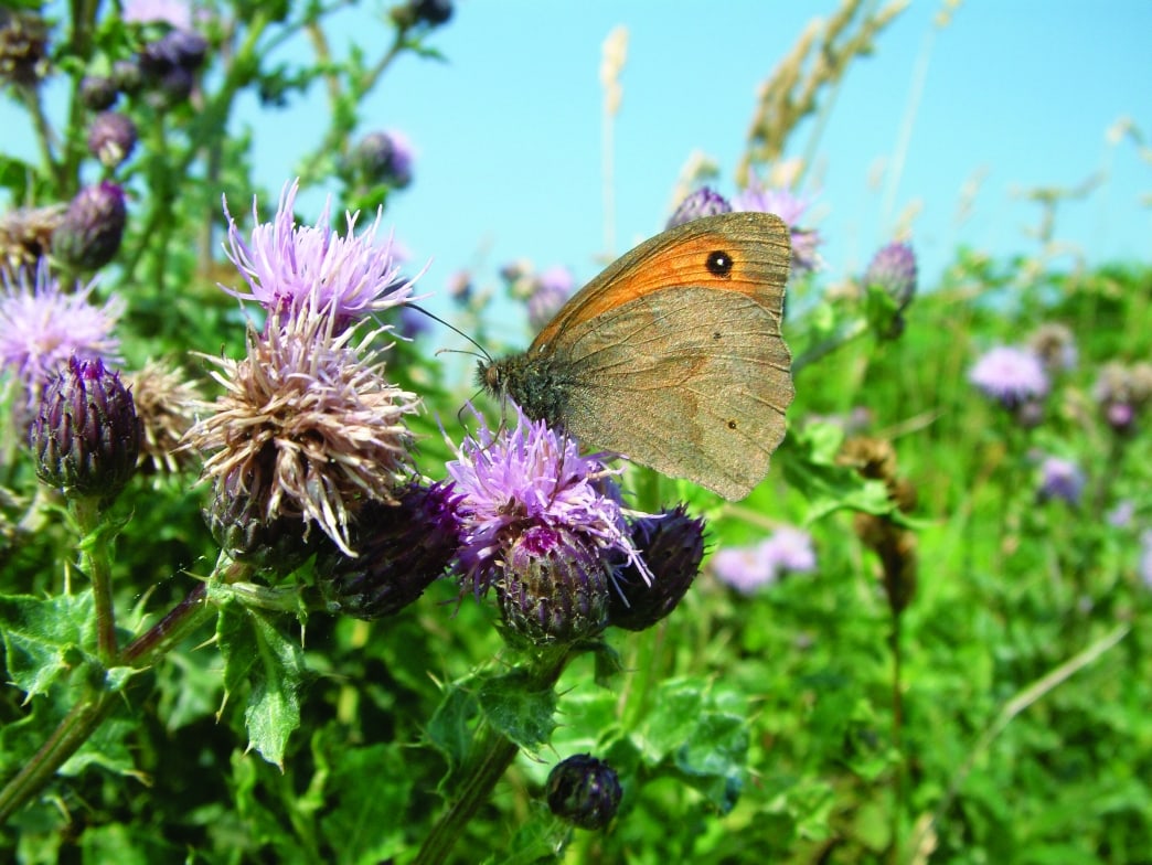 South Walney Nature Reserve