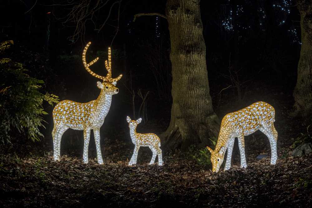 Knowsley Safari Park Enchanted