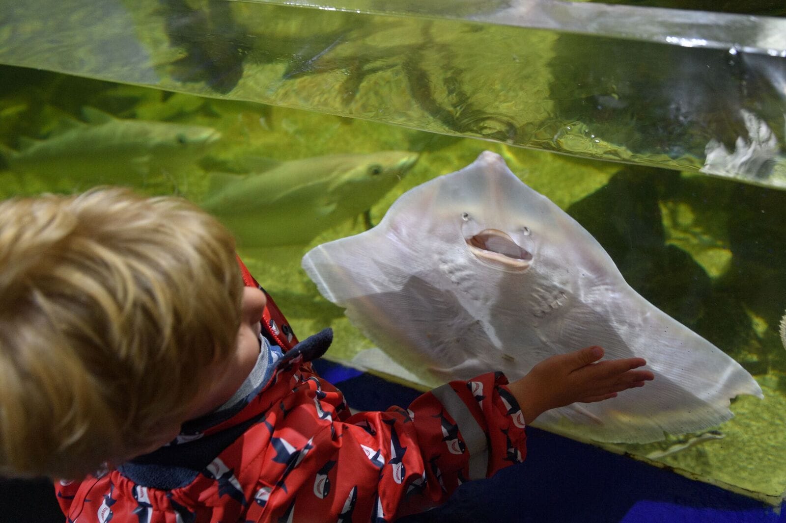 Ilfracombe aquarium,