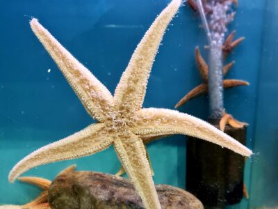 Lyme Regis Marine Aquarium