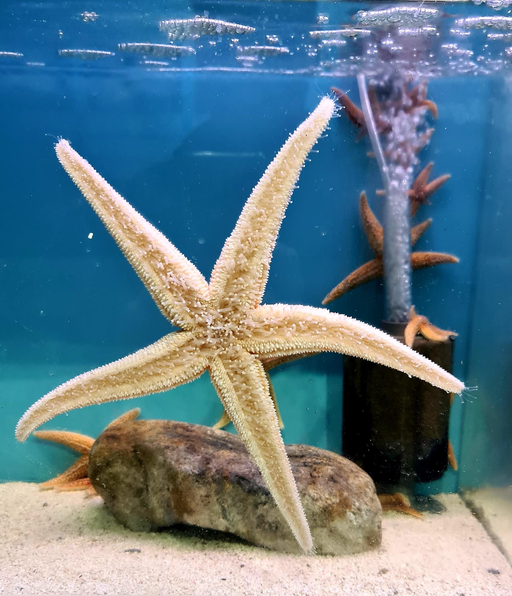 Lyme Regis Marine aquarium,