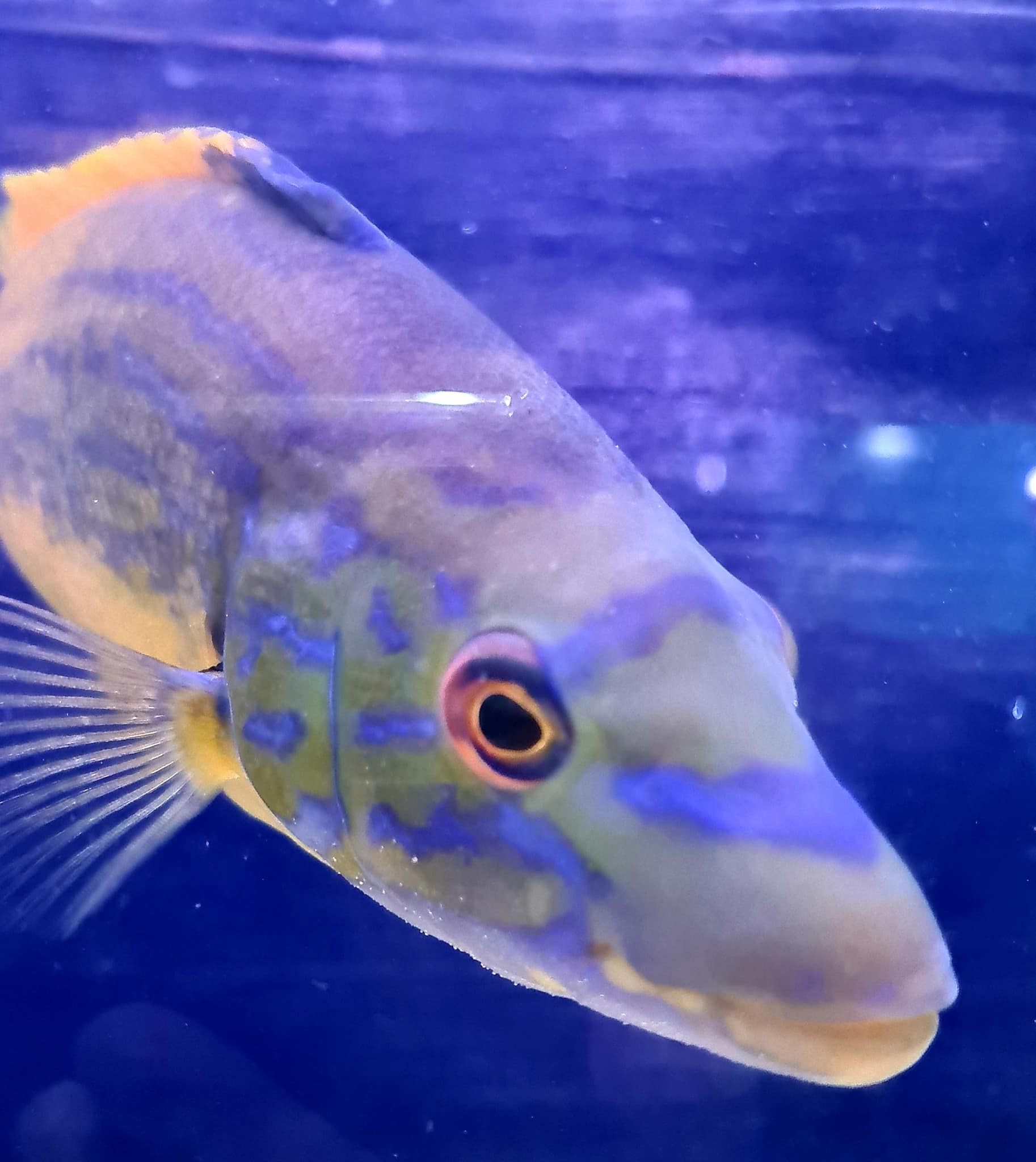 Lyme Regis Marine aquarium,