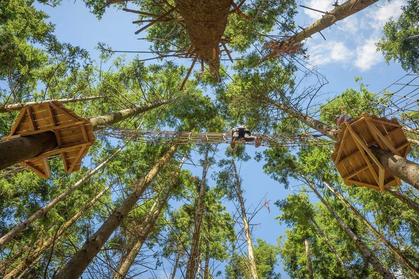 Tunnel Tree Tops