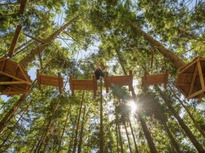 Tunnel Tree Tops