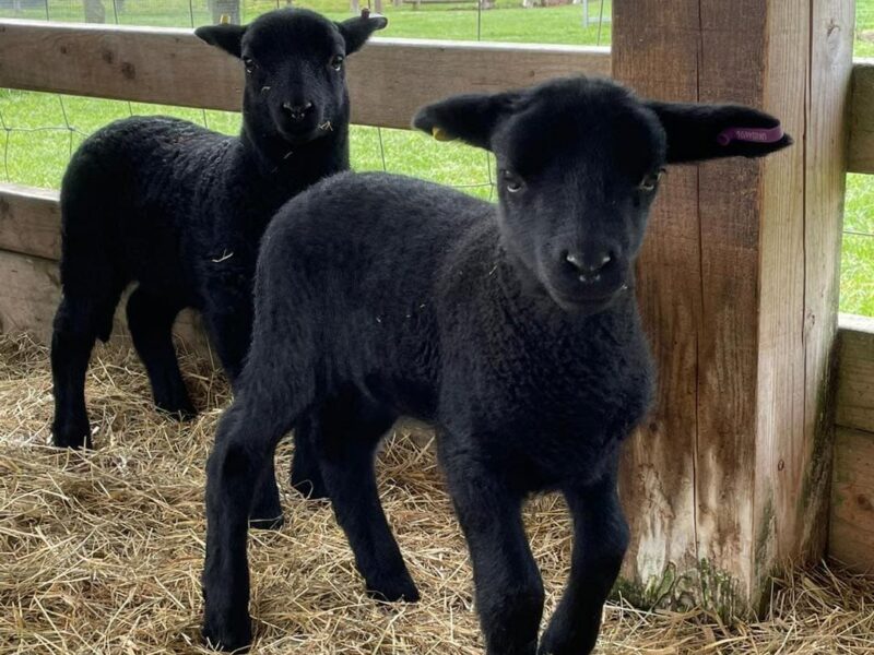 White Elm Petting Farm