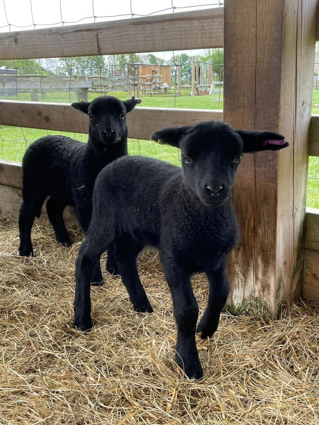 White Elm Petting Farm