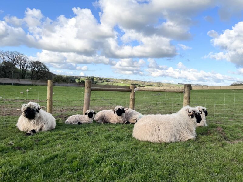 War Horse Valley Country Farm Park