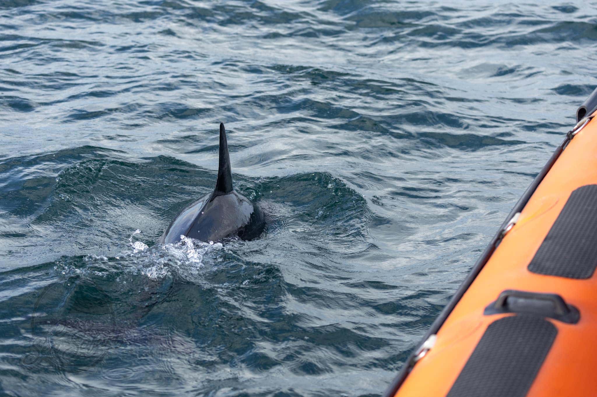 Devon Sea Safari