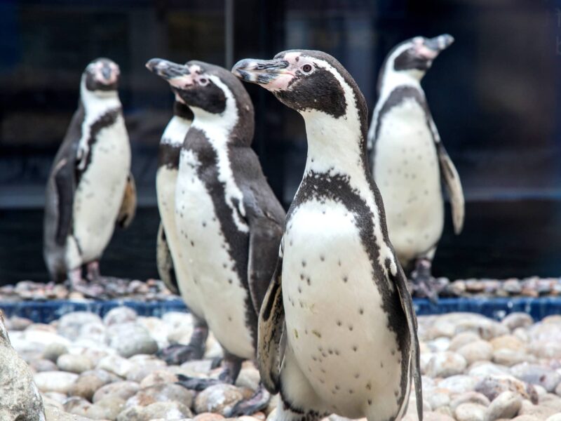 Sealife Adventure Southend