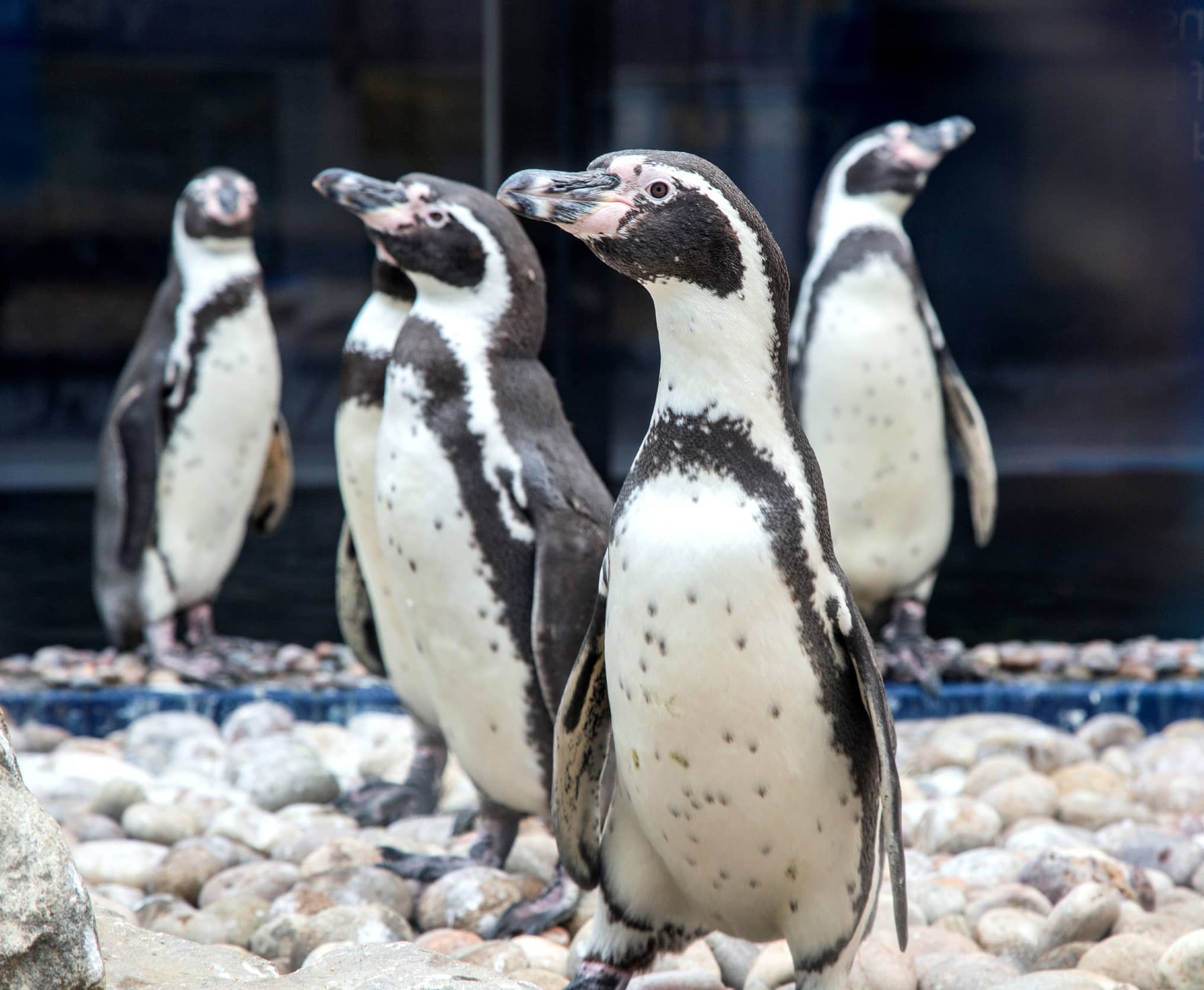 Sealife adventure Southend