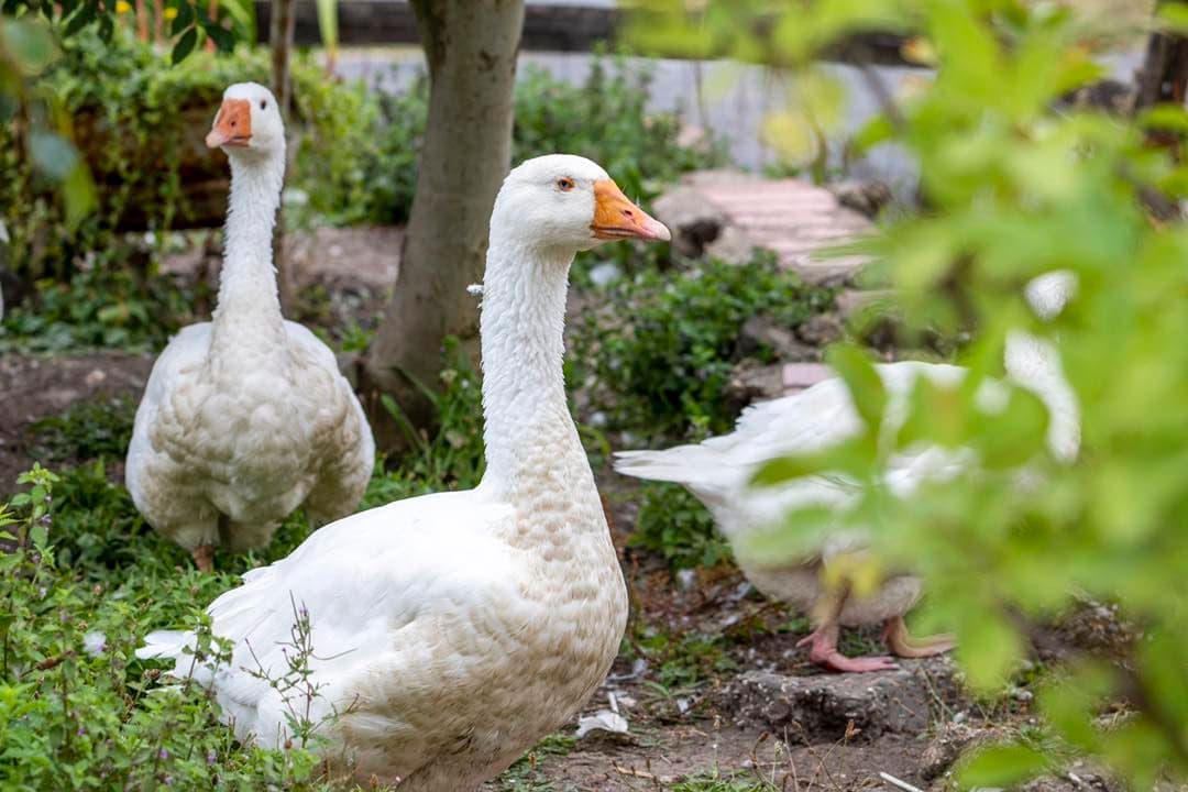 Hopefield Animal Sanctuary