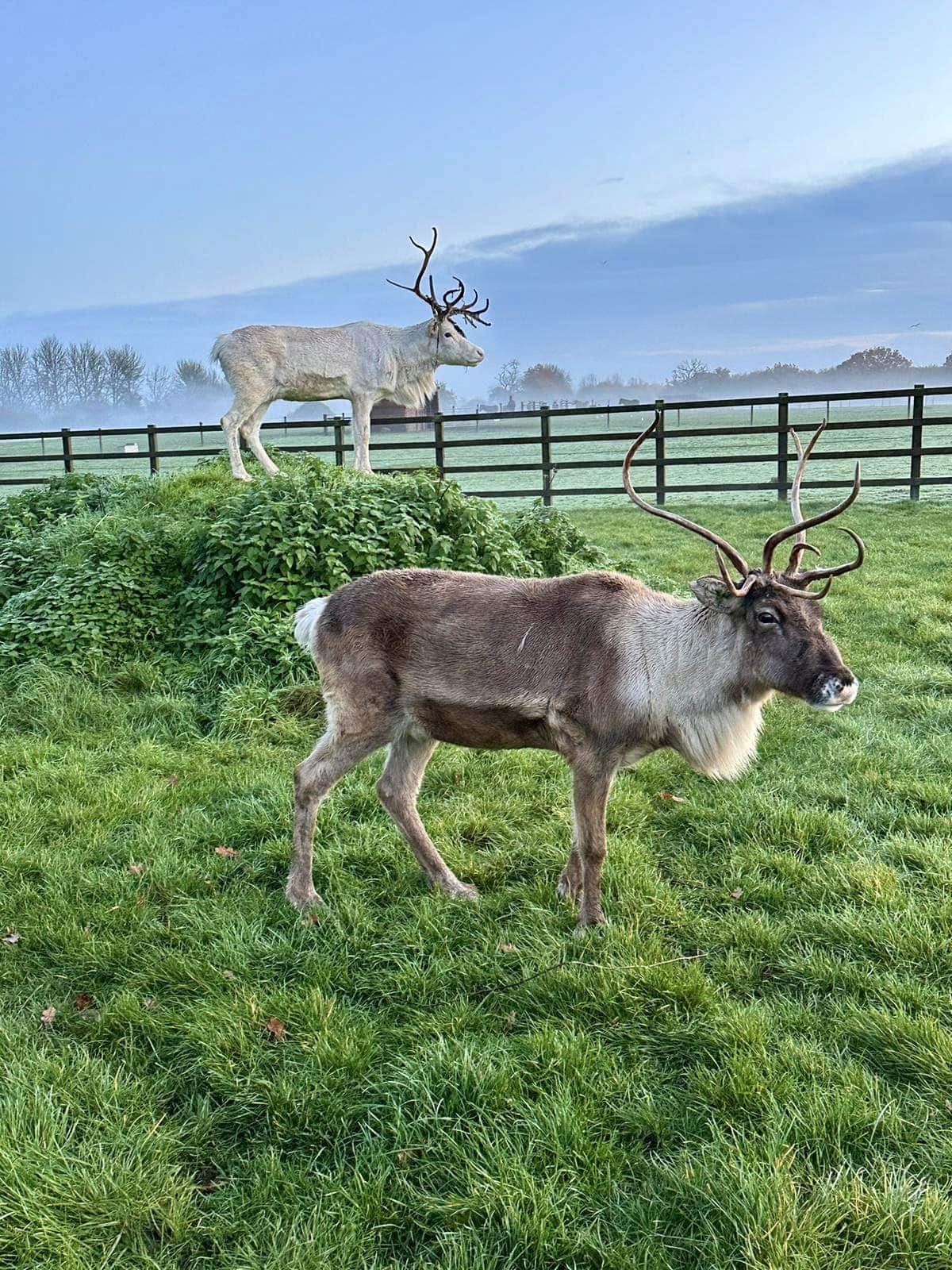 Hopefield Animal Sanctuary