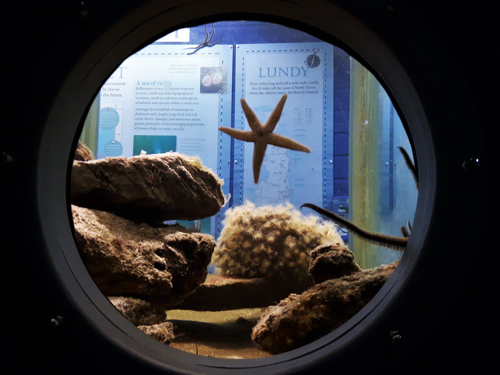 Ilfracombe aquarium,