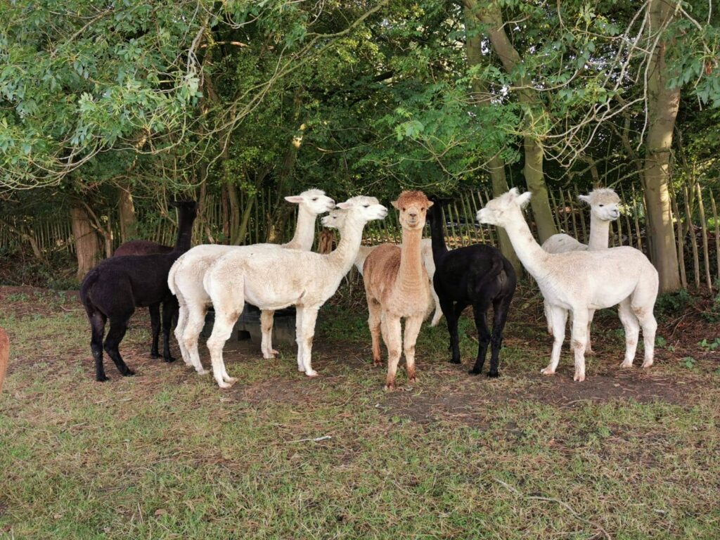 Yew Tree Alpacas