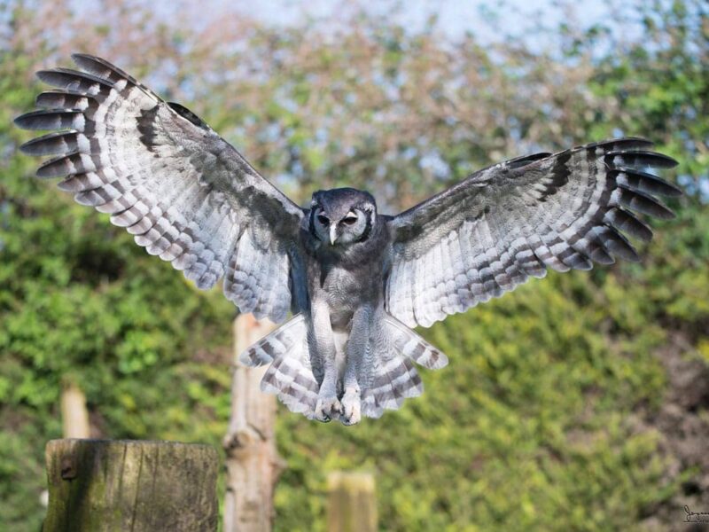 Libertys Owl Raptor and Reptile Centre