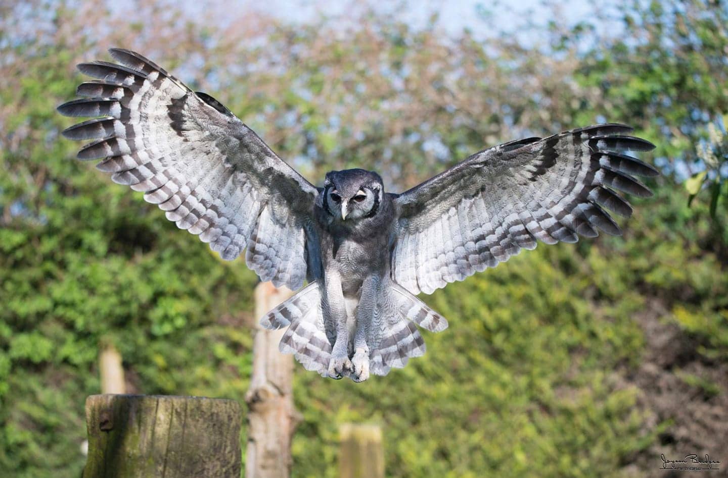 Libertys Owl Raptor and Reptile Centre