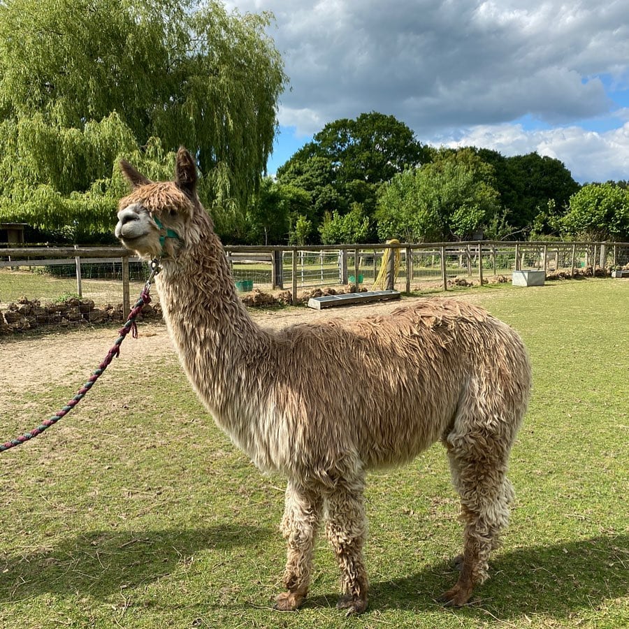 Pennybridge Farm Alpacas