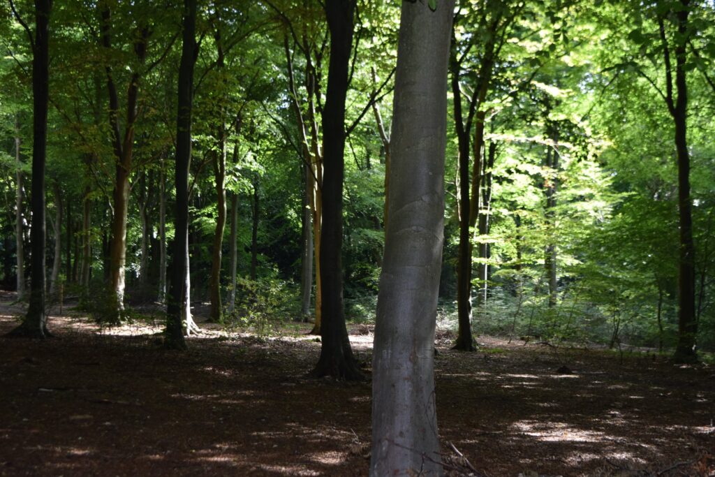 Queen Elizabeth Country Park Hampshire