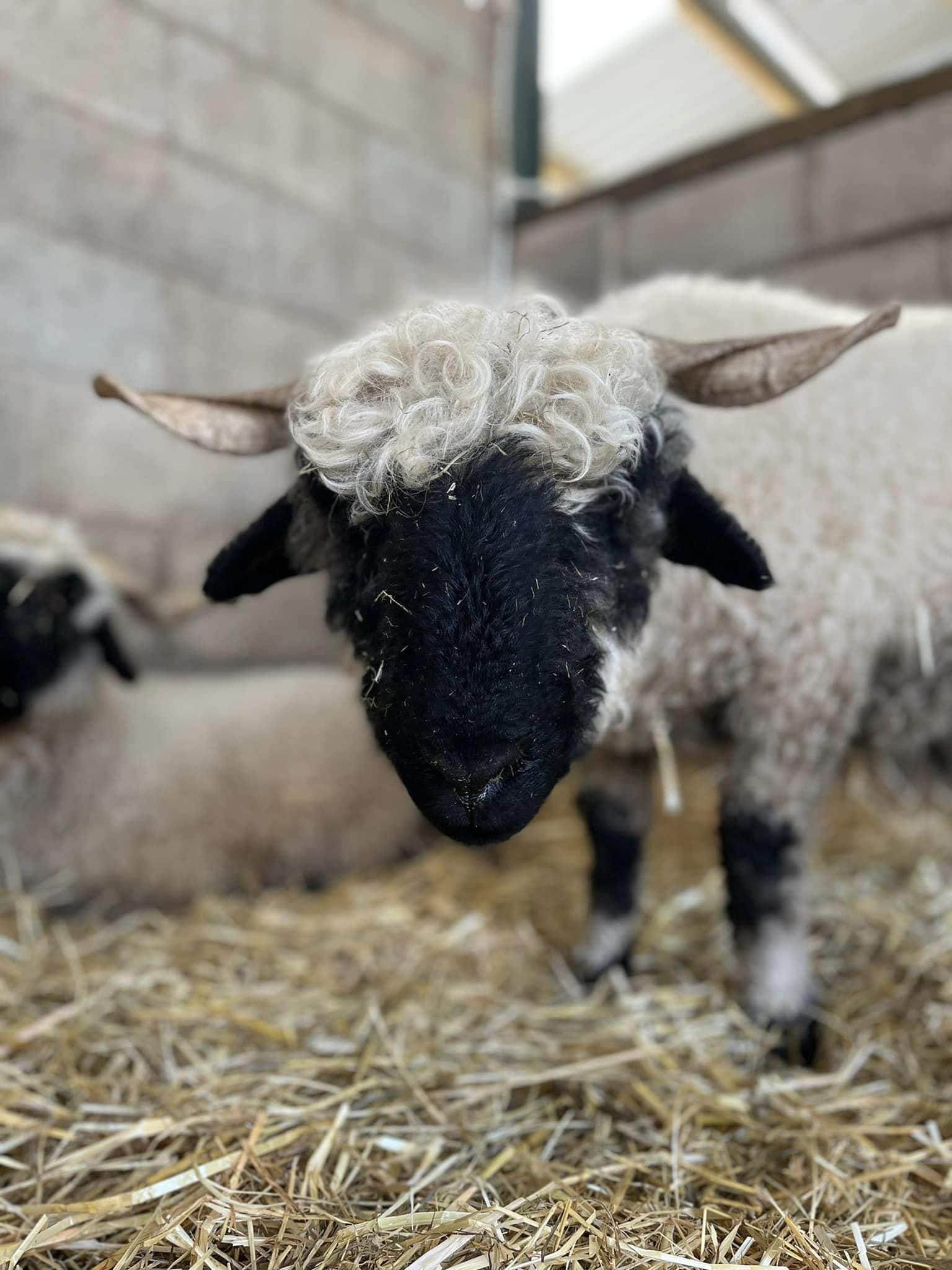 Reddish Vale Farm